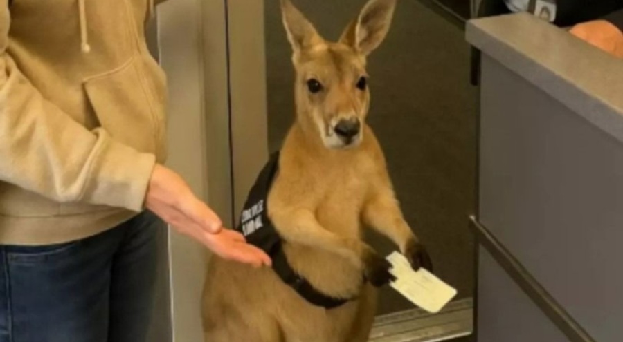 Sosyal medyada viral olan 'uçağa alınmayan kanguru' videosunun sırrı ortaya çıktı