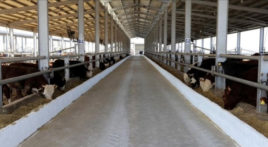 Sivas bazı köy ve mahallelerde şap karantinası başlatıldı