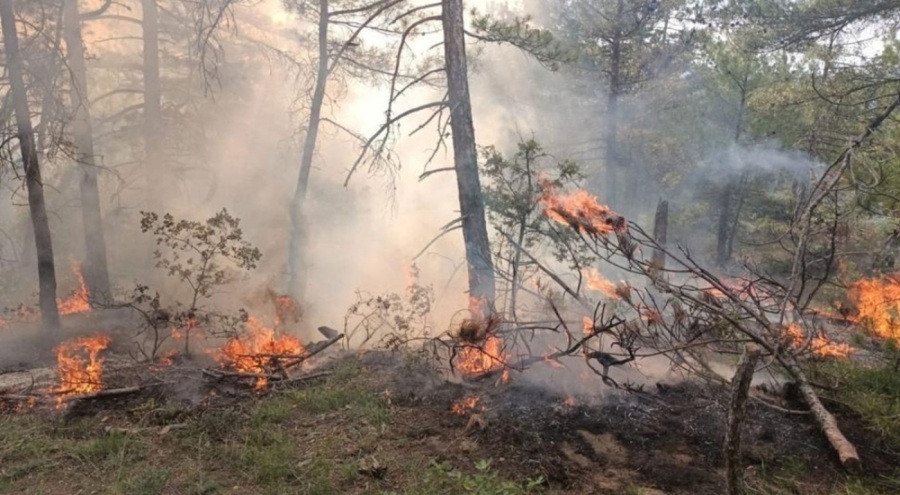 Ormanlık alana düşen yıldırım yangına neden oldu
