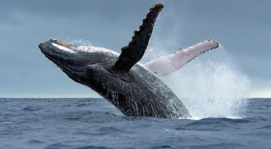 Bir haftada 6 gri balina ölü bulundu