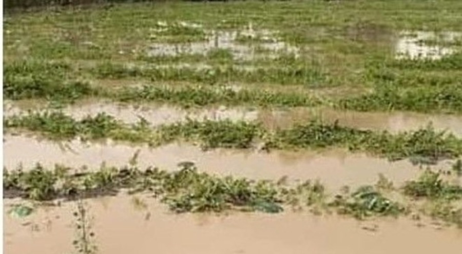 Adana ilçelerinde tarım arazileri sular altında kaldı