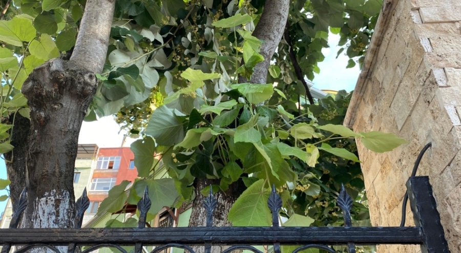 Çıktığı ağaçtan düşerek demir korkuluklara saplandı