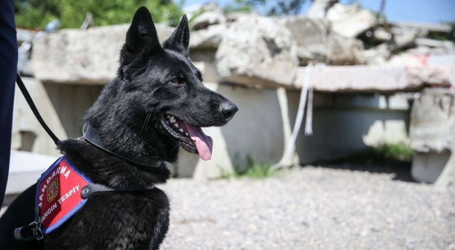 Bursa'nın yangın tespit köpeği Bronz, "şüpheli yangınların" aydınlatılmasına katkı sağlıyor