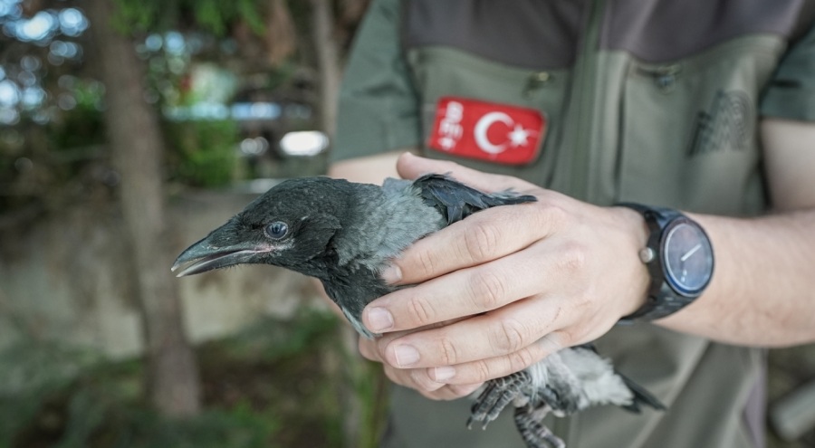 Bursa'da kargalar yaralı arkadaşlarının yerini gösterdi