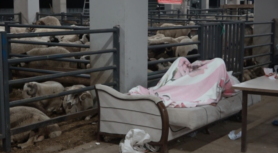 Kurbanlıklarla koyun koyuna! Bursa'da kurban pazarı nöbeti
