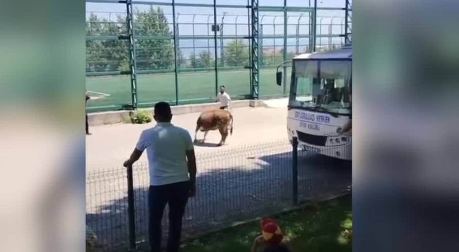 Bursa'da sahibinden kaçan kurbanlık yakalandı