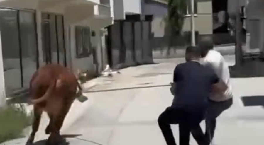 Bursa'da kurbanlık firarda!
