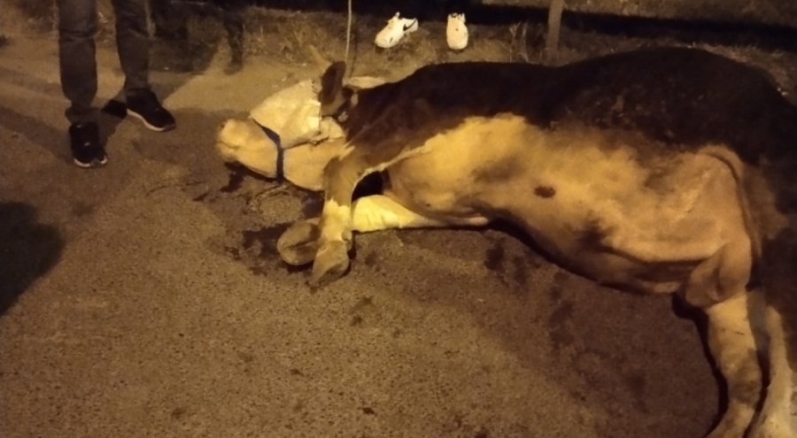 Kamyonetten yola atlayan kurbanlık dananın ayağı kırıldı