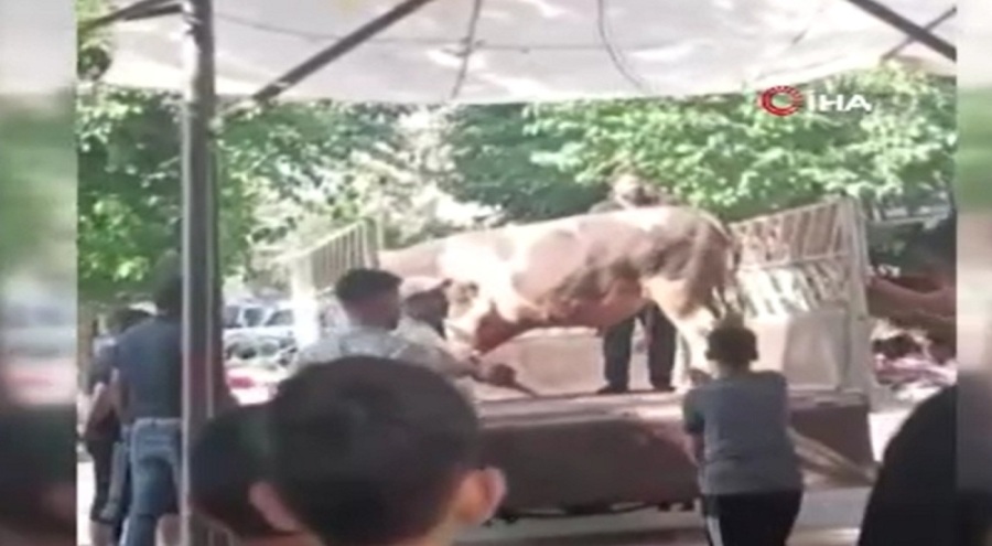 Şanlıurfa'da kızgın boğa kasaba hayatının kabusunu yaşattı!