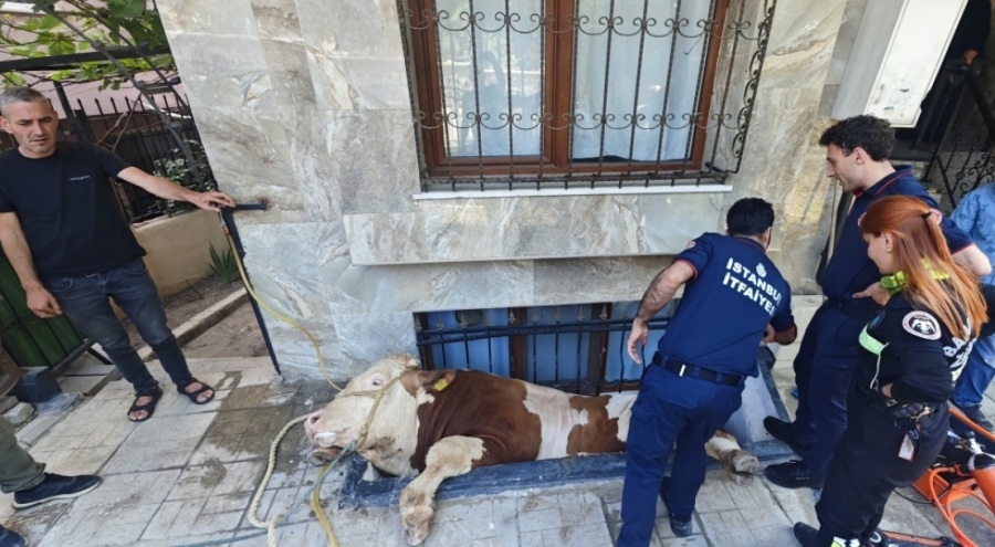 Kurbanlık boğayı kurtarma operasyonu kamerada