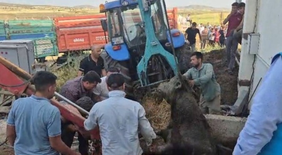 Bağını koparan boğa, foseptik çukuruna düştü