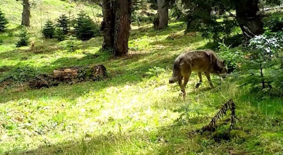 Bursa'da nesli tükenmekte olan Bozkurt görüntülendi