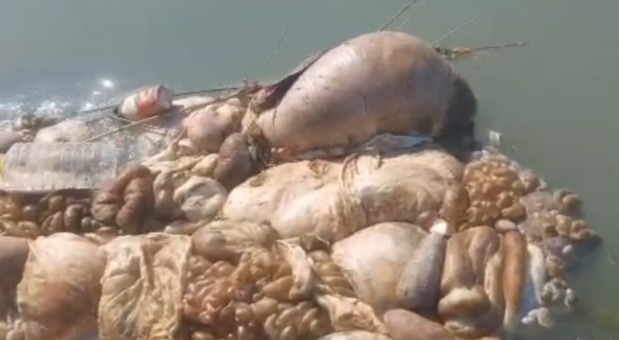 Adana'da sulama kanalları hayvan pislikleriyle doldu taştı