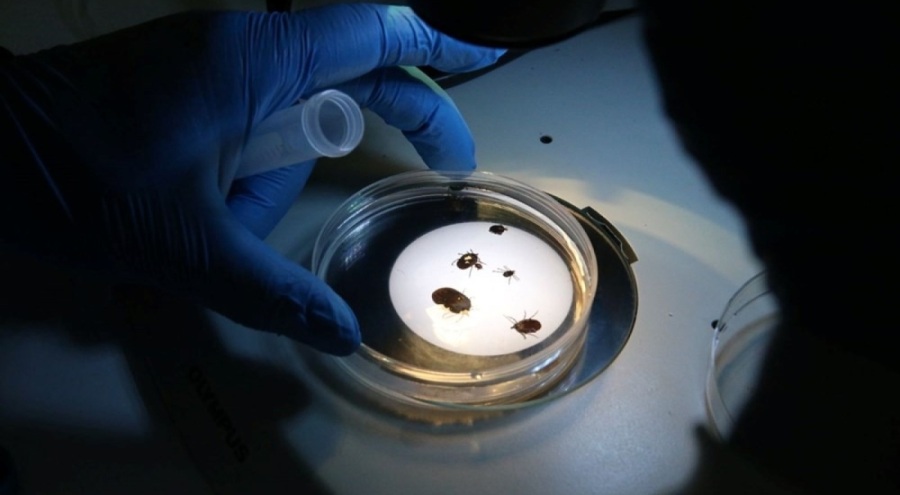 Türkiye'de yeni kene türü tespit edildi!