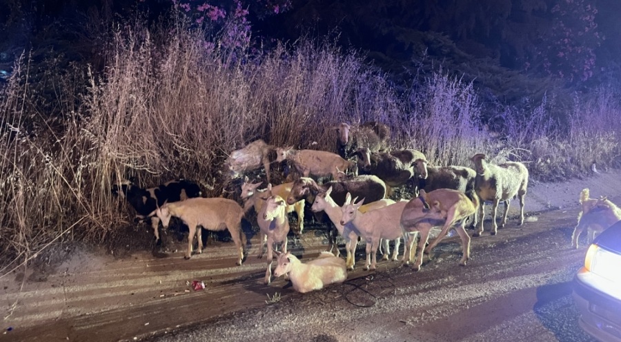 Çiftlikten kaçan 20 keçiyi polis buldu
