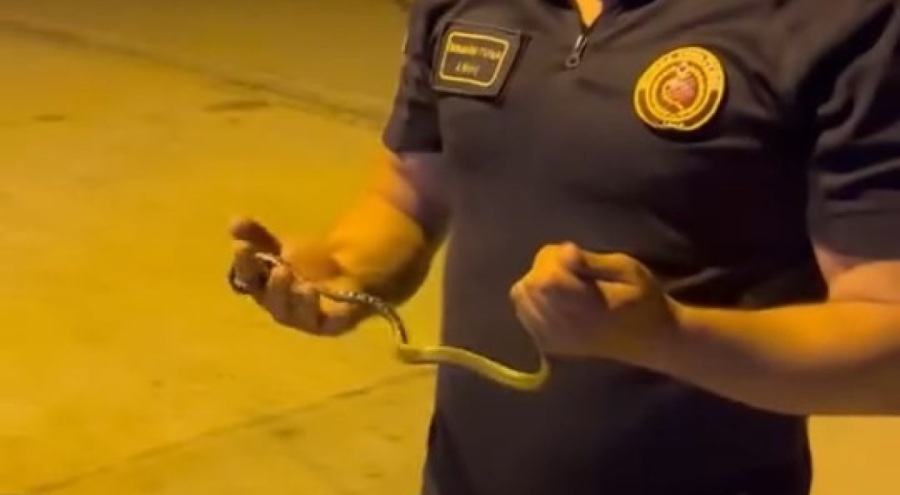 Bursa'da itfaiye eri motosikletin içine giren yılanı eliyle çıkardı