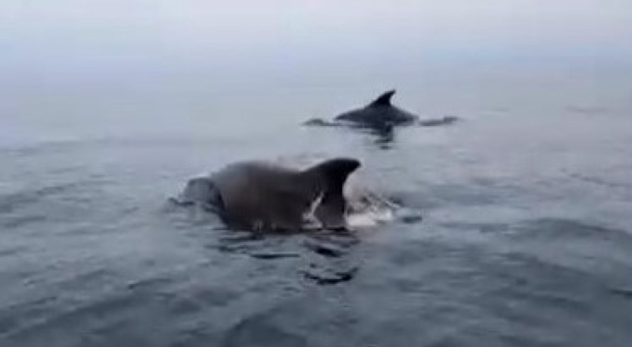 Mudanya'da unutulmaz anlar! Yunuslar tekneye eşlik etti