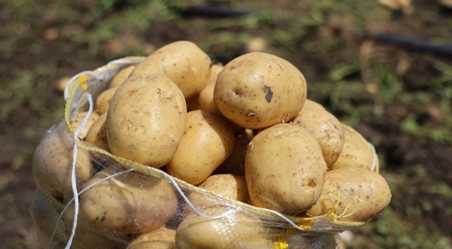 Patateste tarlada fiyat 7 liraya kadar geriledi