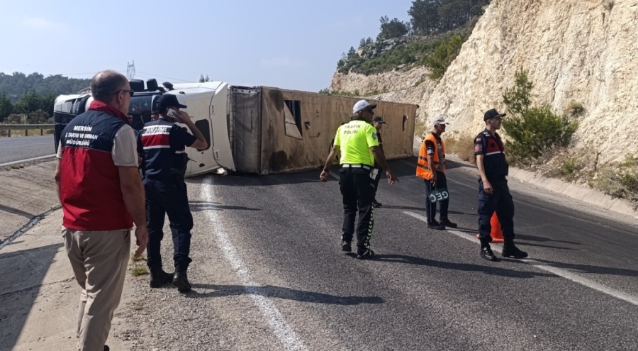 Angus yüklü tır devrildi, kaçan hayvanlar yakalandı