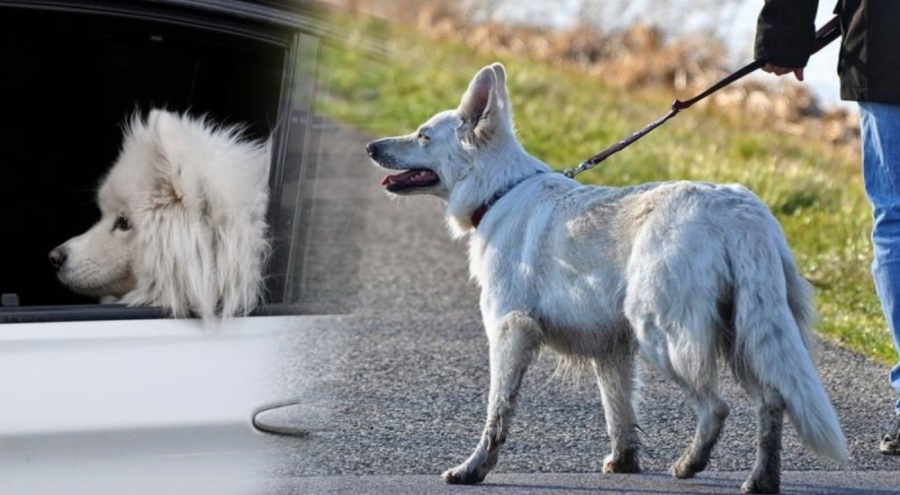 O ülkede köpek gezdirmek artık yasak