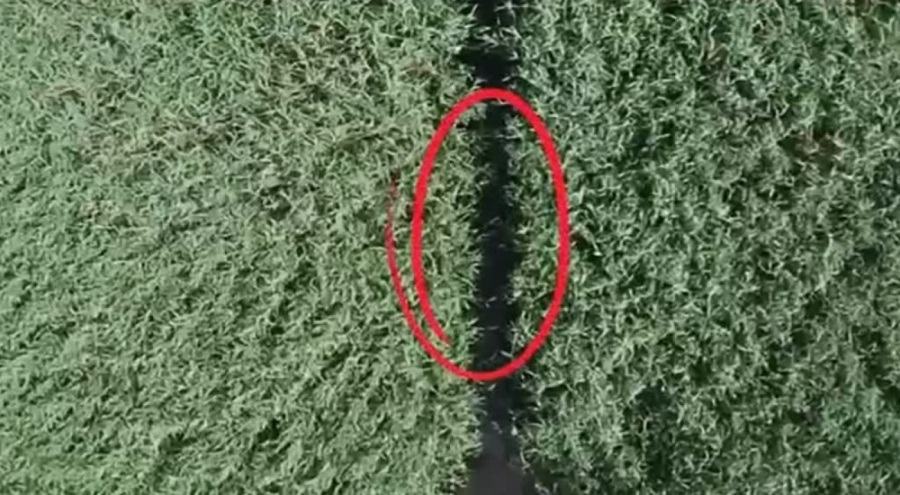 Uluabat Gölü'nde mahsur kaldı! Jandarma ekipleri kurtardı