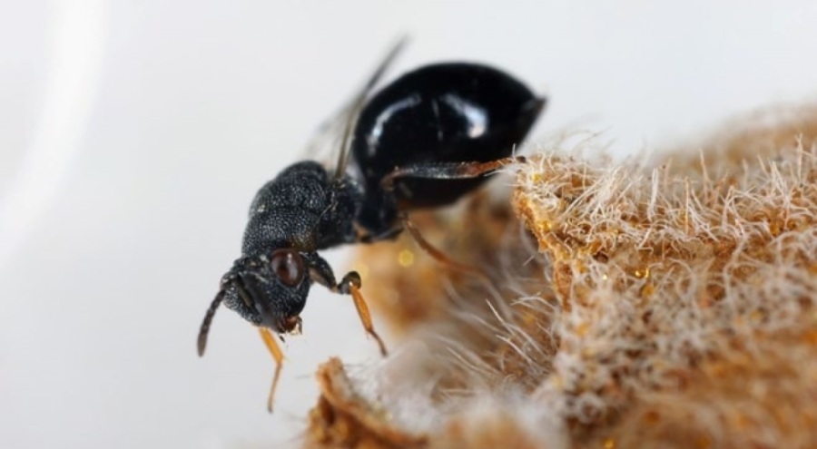 Avrupa'da karınca istilası yaşanıyor