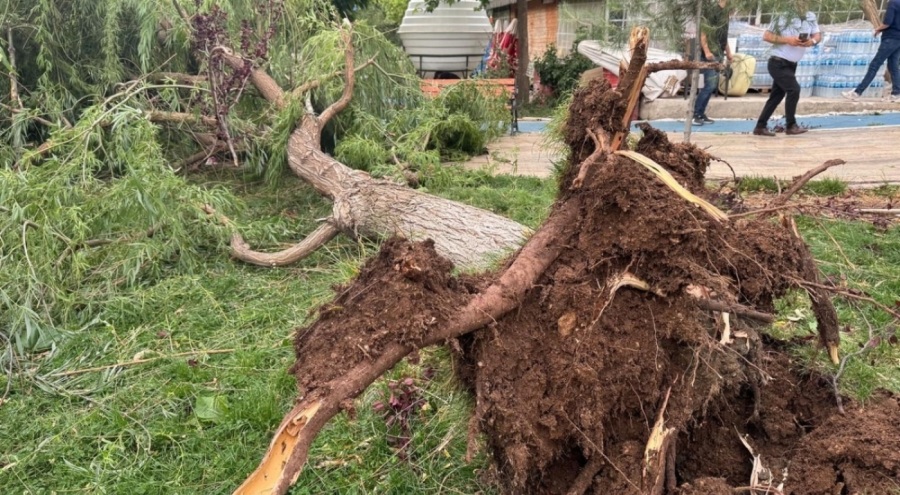 Devrilen ağacın altında kalan 2 kişi yaralandı