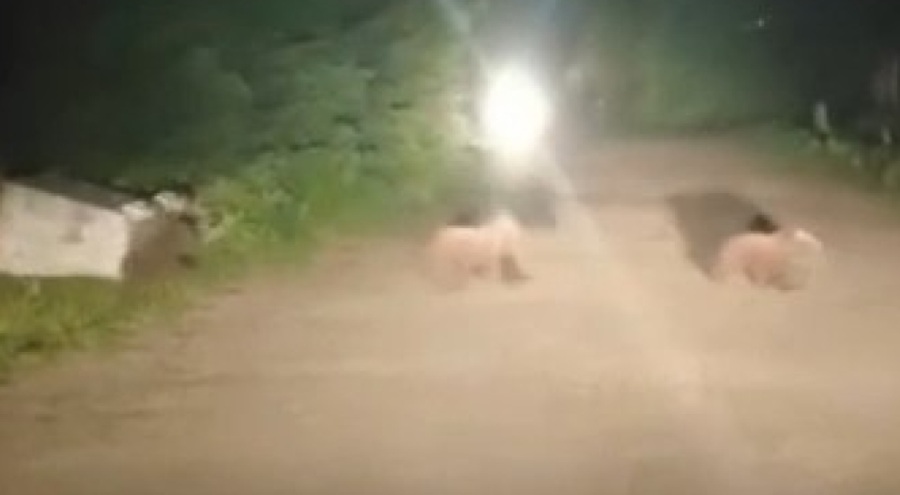 Uludağ'da yiyecek arayan ayı ailesi görüntülendi