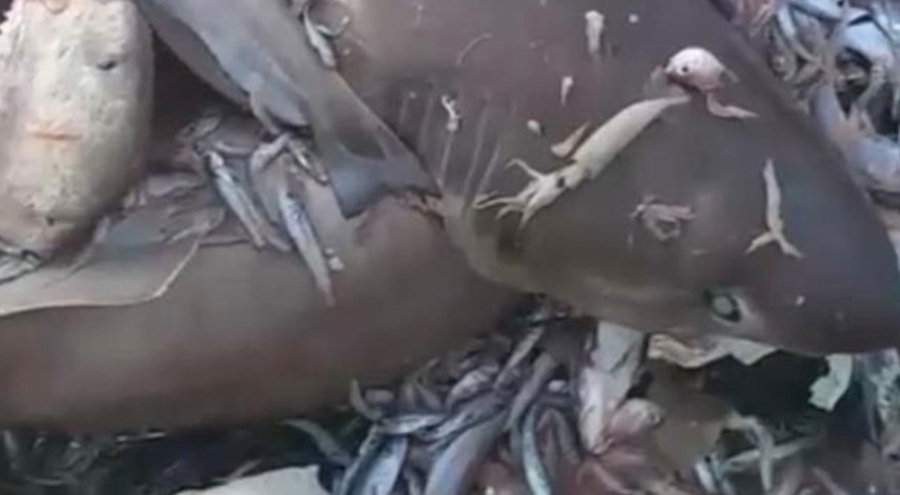 Balıkçıların ağına çok fazla köpek balığı takıldı