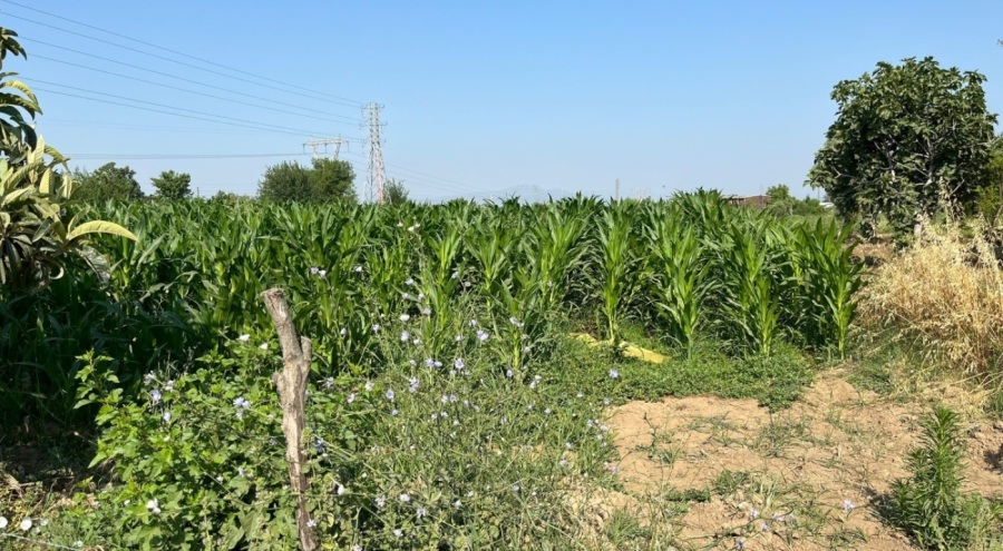 Tarlada akrabasını öldürüp kayıplara karıştı