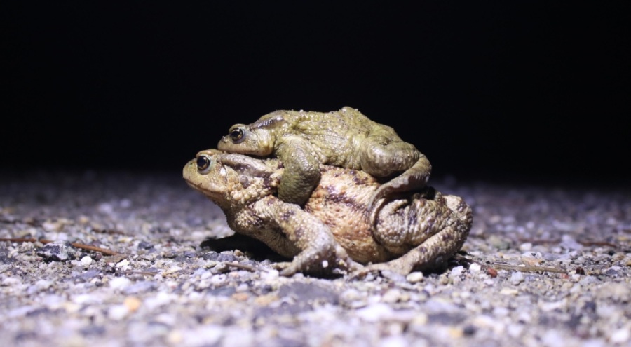 Bacağı 43, kendisi 15 dolar