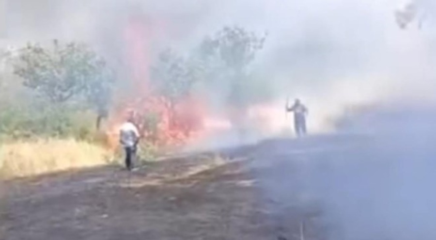 Çay için yakılan ateş fıstık ağaçlarını yaktı