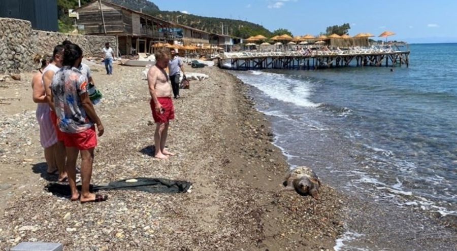 Assos'ta ölü caretta caretta sahile vurdu