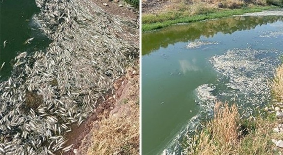 Karasu Çayı'ndaki balık ölümlerine inceleme