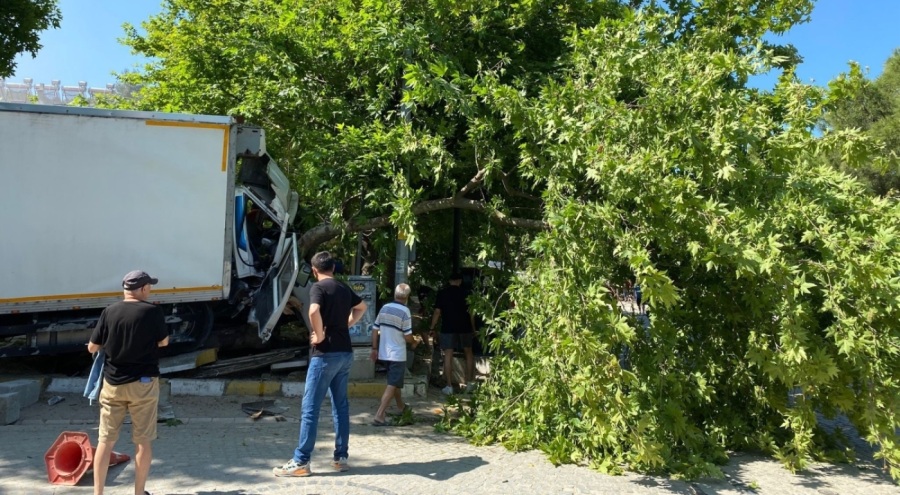 Freni patlayan kamyon ağaca çarptı