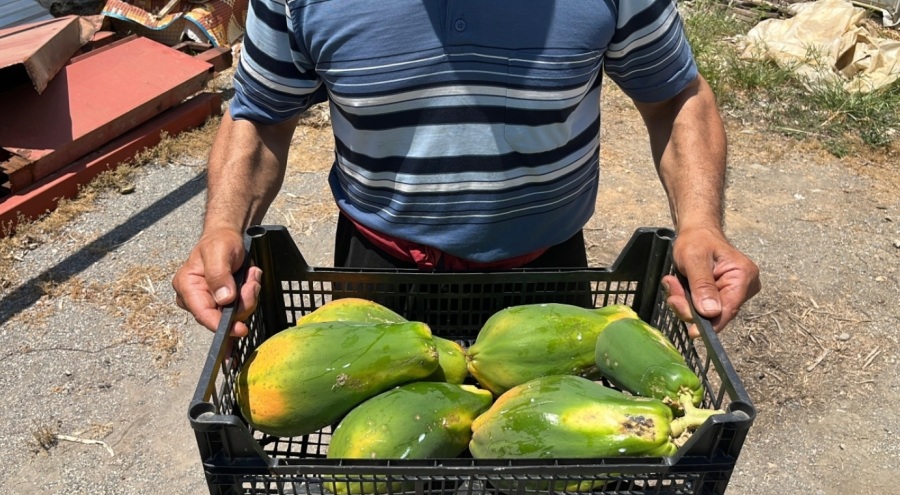 Papaya hasadı başladı, kilosu 100 liraya kadar alıcı buluyor