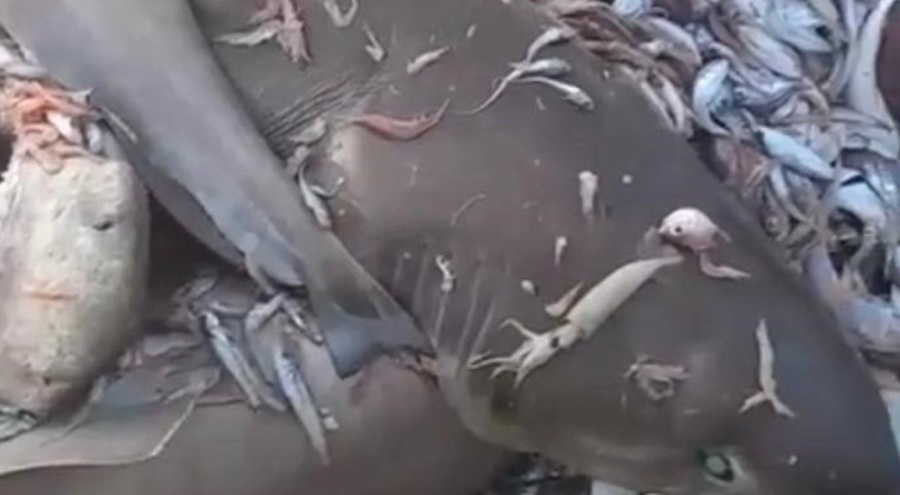 Mersin Valiliği'nden ağa takılan köpek balıklarına ilişkin açıklama