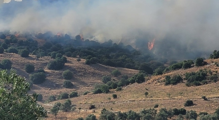 Aydın'da orman yangını!