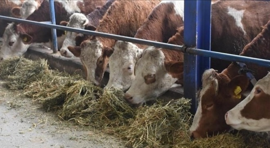 Yozgat'ta hayvan pazarları kapatıldı