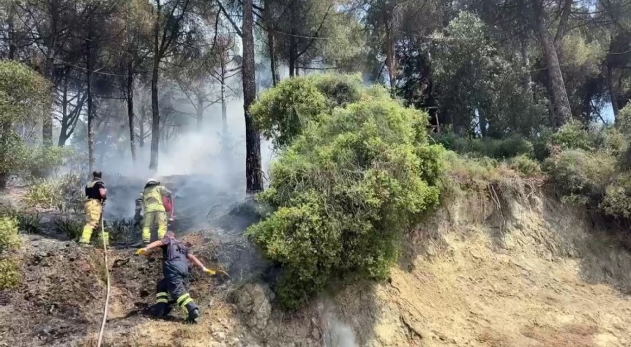 Gemlik'te çamlık alanda yangın!