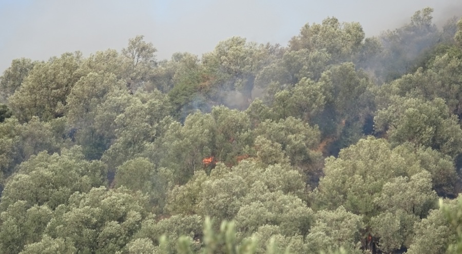 Zeytinlik alanda çıkan yangın kontrol altına alındı