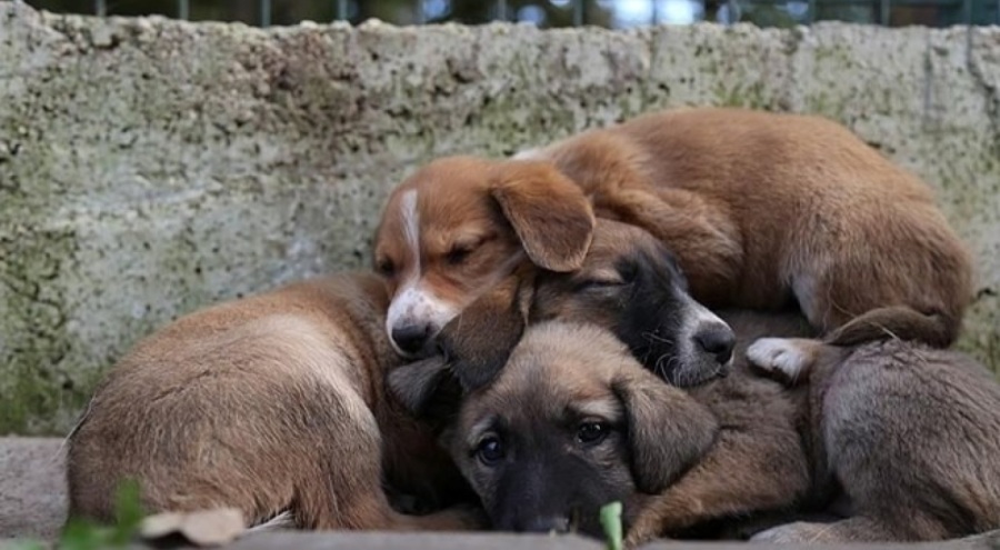 5 hayvan yardım derneğinden 25 milyon liralık vurgun