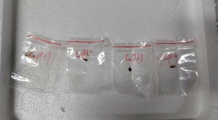 Zehirli mantar operasyonu! Hastalık yayacaklardı, yakalandılar