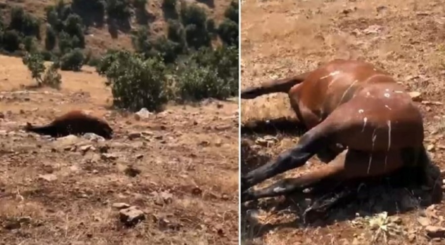 Batman'da vahşet: Yılkı atlarını öldürdüler