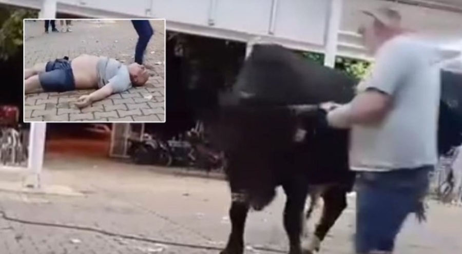 Tanıtımı yapılan boğaya para atarken boynuz darbesiyle yaralandı