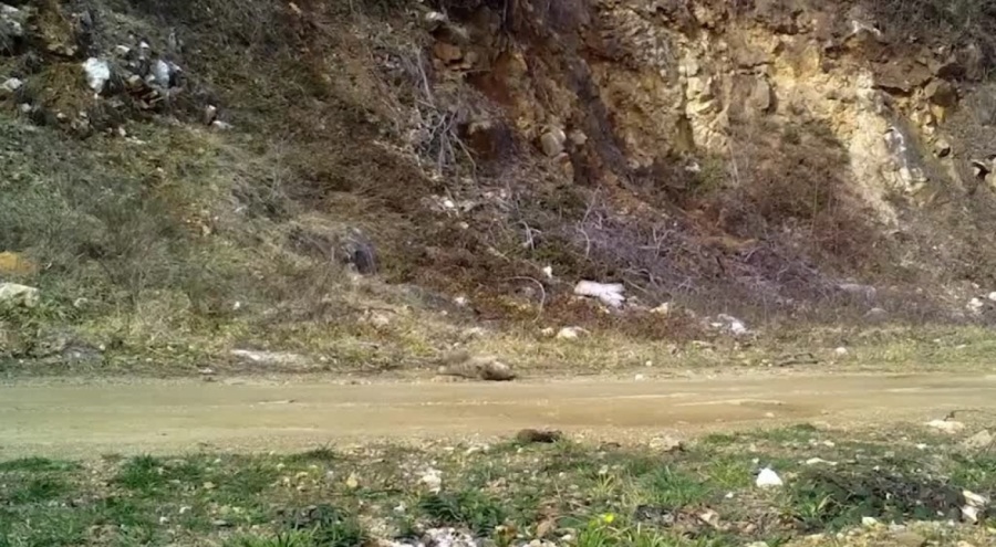 Bursa'da yaban kedisi fotokapana takıldı