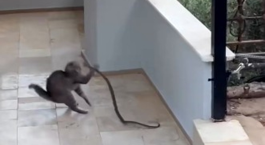 Yılana kafa tutan kedi gündem oldu