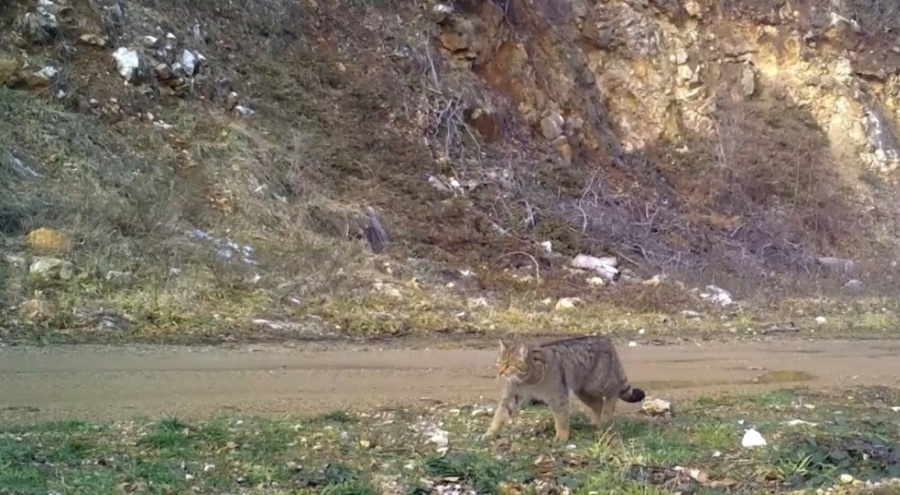 Bursa Uludağ'da yaban kedisi fotokapana takıldı