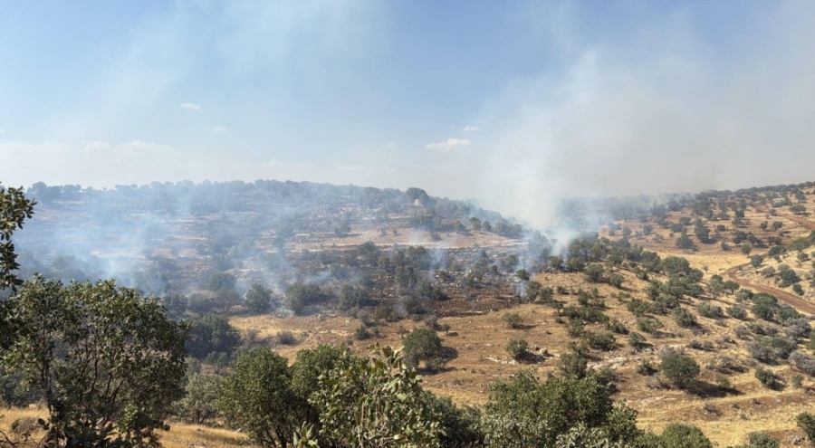 Mardin'de ormanlık alanda çıkan yangın kontrol altında