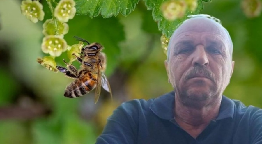 Arı sokması can aldı